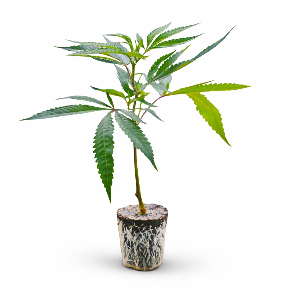 THC-Stecklinge